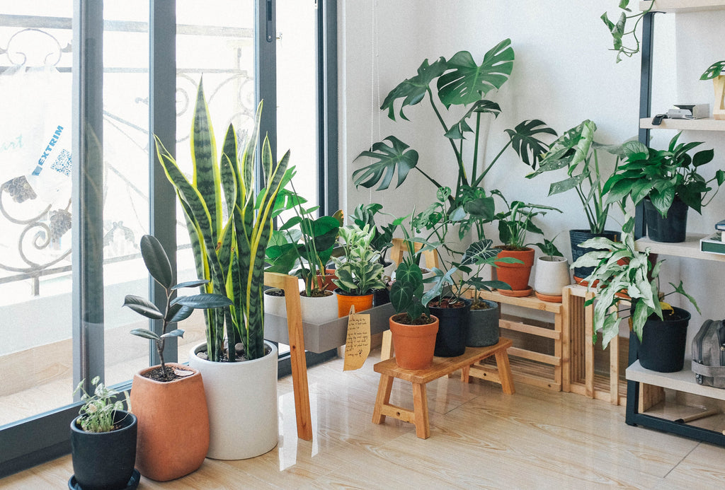 Green Thumb Guide: How to Choose the Perfect Indoor Plants for Your Home